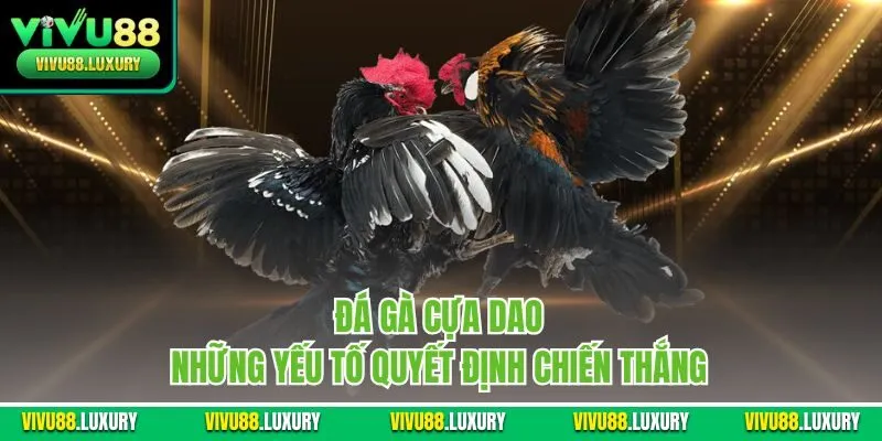 Đá gà cựa dao